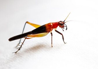 A large insect with a yellow and red body is walking on a white surface