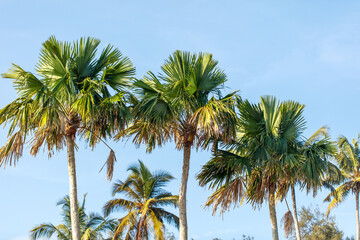 A row of palm trees with a clear blue sky in the background