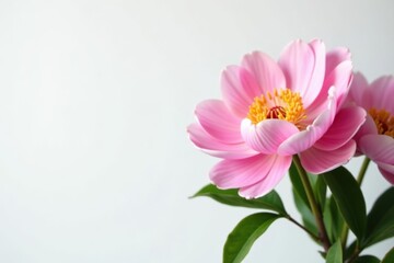 Peony flowers in full bloom with delicate petals and vibrant colors on a white background, peony flowers,  beautiful