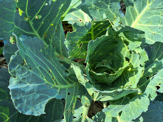 cabbage in the garden