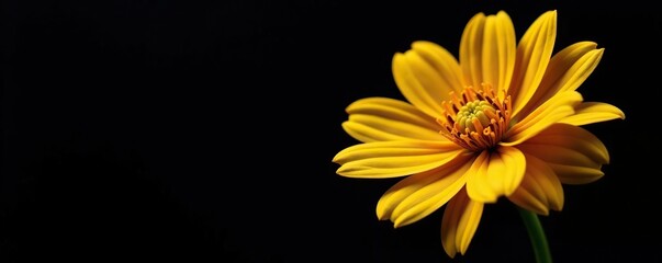 Macro shot of a shimmering yellow metal flower against a dark black background,  shot,  metallic