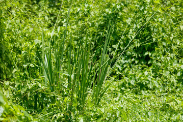 A bunch of green plants are growing in a field
