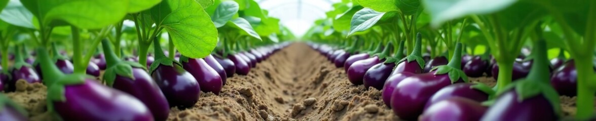 Rows of eggplant plants with ripe violet vegetables and purple flowers in a Dutch organic greenhouse farm,  flowers,  violet