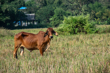 cow on the pasture