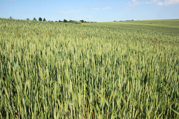 Green winter wheat grows in a summer field