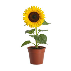 Obraz premium Sunflower in a Pot Close Up View Fresh Plant High Quality Isolated Photo