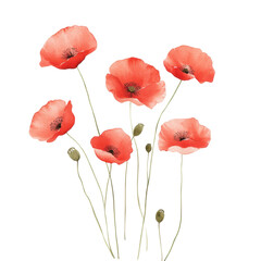 Naklejka premium Poppy Bloom: A vibrant cluster of red poppy flowers, their delicate petals and slender stems reaching towards the light, offering a symbol of beauty and remembrance.