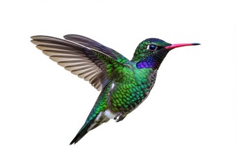 Obraz premium Photorealistic iridescent hummingbird with vibrant green and blue feathers in flight on white background