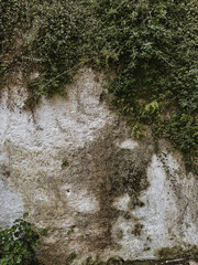 Rugged Natural Wall Texture Surrounded by Lush Greenery and Flowers