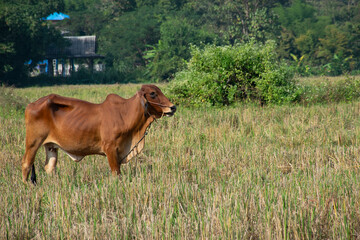 Cows that Thai villagers raise as farmers stand and eat grass comfortably.