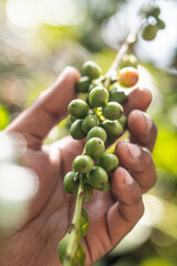 Close-up of a hand gently touching a cluster of unripe green coffee beans on a branch, highlighting...