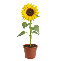 Obraz premium Blooming Sunflower in a Pot with Green Leaves High Quality Isolated Photo Transparent