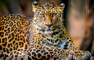 close up of a leopard