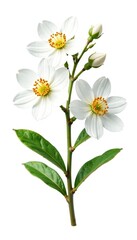 Manuka flowers isolated on white background for botanical illustration or herbal medicine concepts,  New Zealand,  healing