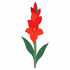 Gladiolus flower vector illustration