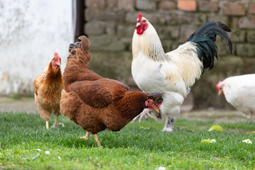 Group of Chickens and Rooster Foraging in a Green Pasture