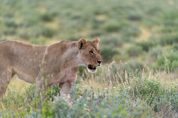 lion in the grass © Davide Antoniani