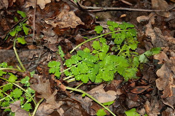 fresh green leaves of celandine, sprinkled with raindrops, among old autumn leaves