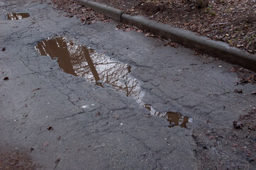 the bare black branches of the trees reflected in the puddle