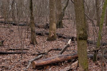two red squirrels playing in the fall forest.