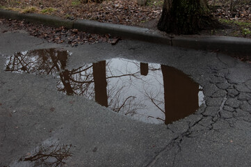 the bare black branches of the trees reflected in the puddle