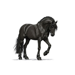 Fototapeta premium Friesian horse walking proudly, majestic black stallion illustration
