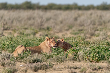 Majestic African lion family together on the savannah in wild savannah, animal of Africa
