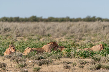 Majestic African lion family together on the savannah in wild savannah, animal of Africa
