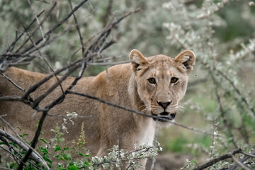 Majestic African lion family together on the savannah in wild savannah, animal of Africa
