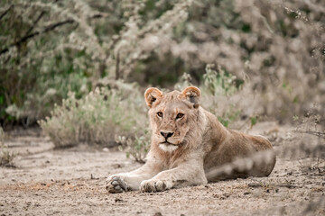 Majestic African lion family together on the savannah in wild savannah, animal of Africa
