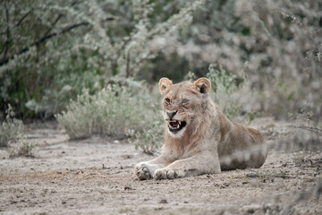 Majestic African lion family together on the savannah in wild savannah, animal of Africa
