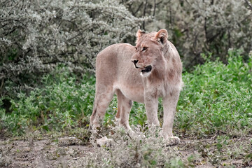 Majestic African lion family together on the savannah in wild savannah, animal of Africa

