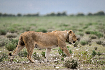 Majestic African lion family together on the savannah in wild savannah, animal of Africa
