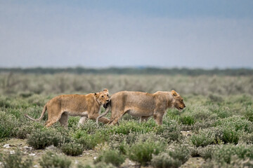 Majestic African lion family together on the savannah in wild savannah, animal of Africa
