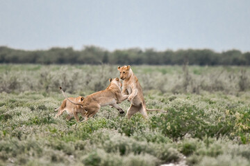 Majestic African lion family together on the savannah in wild savannah, animal of Africa
