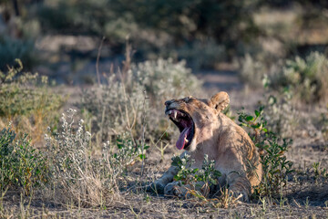 Majestic African lion family together on the savannah in wild savannah, animal of Africa
