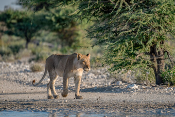 Majestic African lion family together on the savannah in wild savannah, animal of Africa
