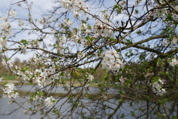 White blackthorn blossoms on branches against a background of a lake and distant trees