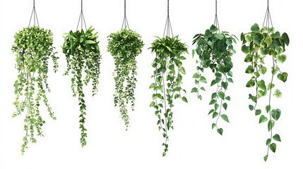 Fototapeta premium Lush green hanging vines and succulents on white background image