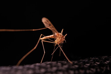 Mosquito on a dark background in macro, insect details on black
