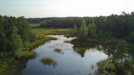 Serene marshland vista featuring diverse flora and calm reflective waters
