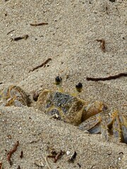 Close-Up de um caranguejo na praia