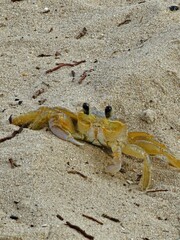 Um caranguejo na praia