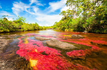 Caño Cristales: The River of Five Colors