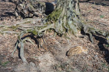 Wild boar - Sus scrofa - in the forest and by the in its natural habitat. Photo of wild nature