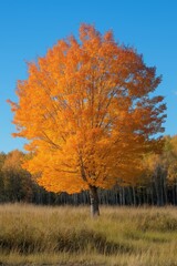 Fototapeta premium A stunning maple tree showcasing its vibrant orange foliage against a clear blue sky in a serene environment.