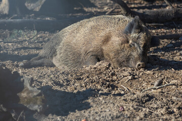 Wild boar - Sus scrofa - in the forest and by the in its natural habitat. Photo of wild nature