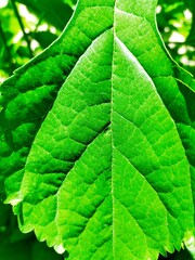 green leaf background 