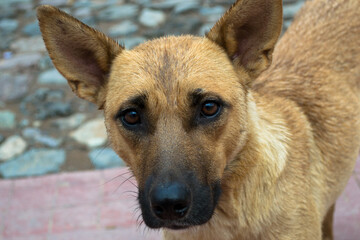 Portrait of the dog