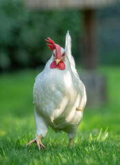 White hen of Saluzzo running around in a meadow.The White Hen of Saluzzo is a Piedmontese chicken breed of medium-small size, with white plumage and straw-yellow highlights on the neck and back.